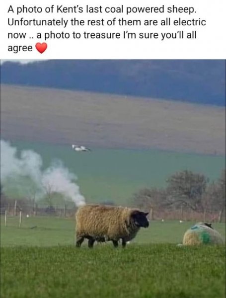 Coal fired sheep.jpg