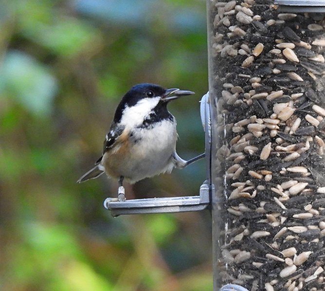Coal Tit - Blashford Lakes.jpg