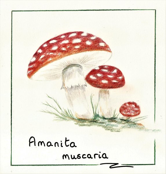 coaster Amanita.jpeg