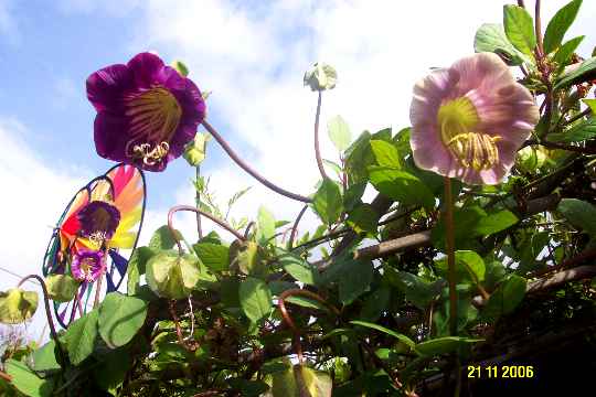 Cobaea, M&F plus.JPG