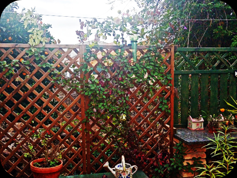 Cobaea on Trellis2 1 Jan 24.jpg