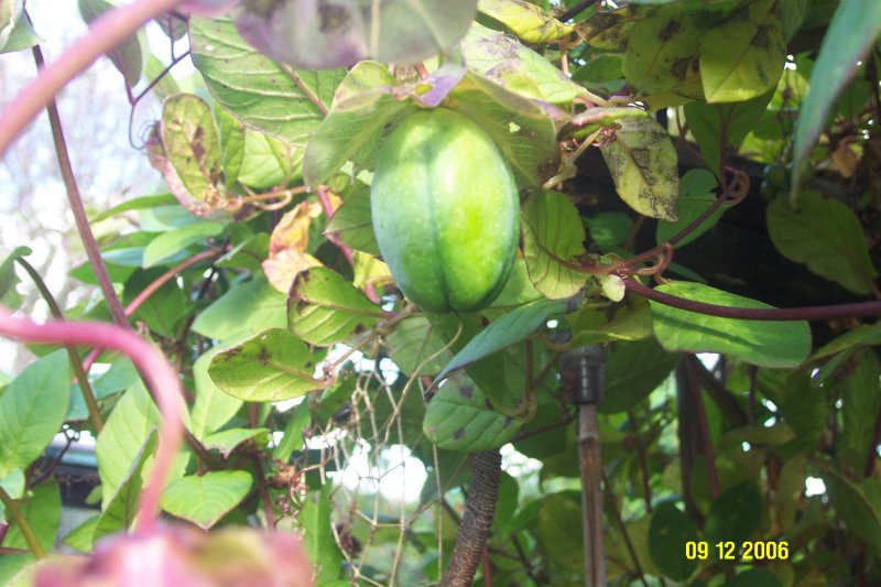Cobea Fruit 2.JPG