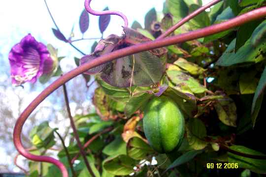 Cobea Fruit.JPG