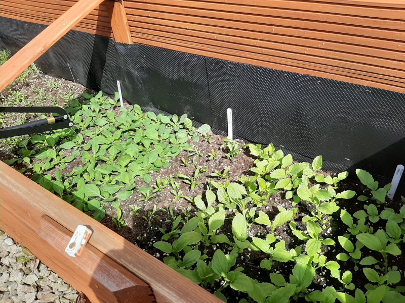 cold frame.jpg