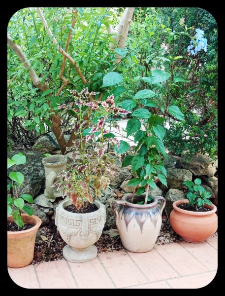 Coleus 17 )ct 21.jpg