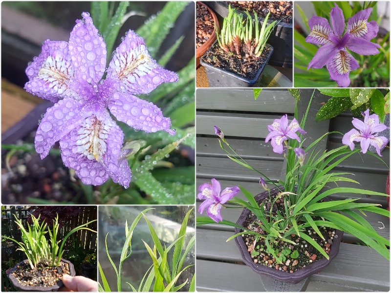 Collage_FotorIris gracilipes.jpg