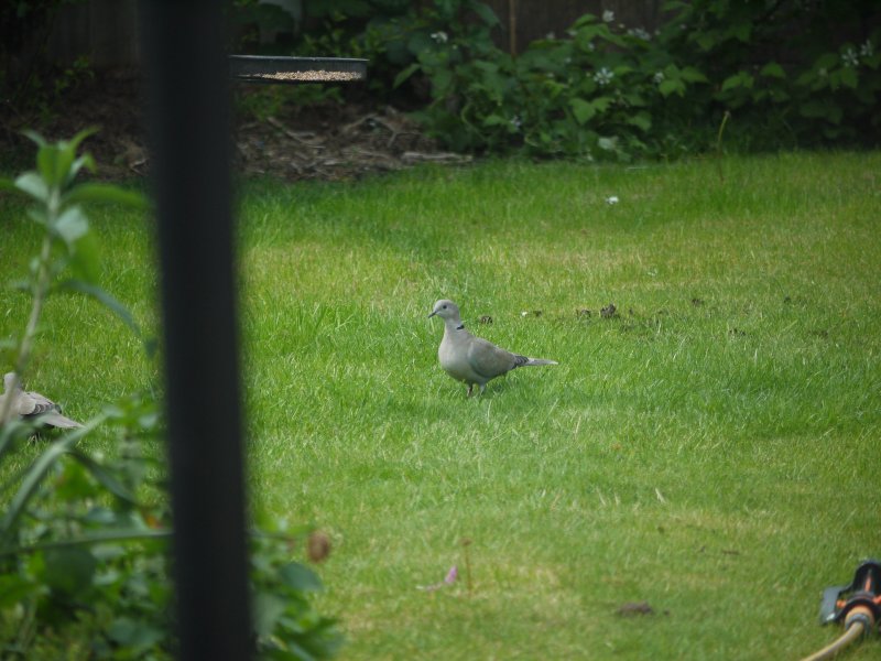 Collared dove.JPG