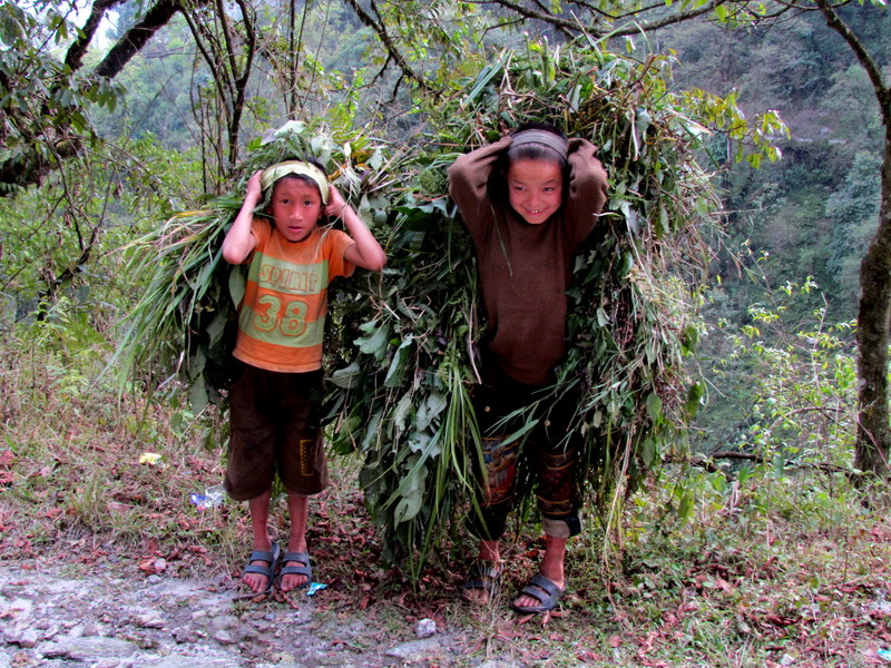 COLLECTING  FODDER  WALKING  HEDGES 11-04-2011 16-01-13.JPG