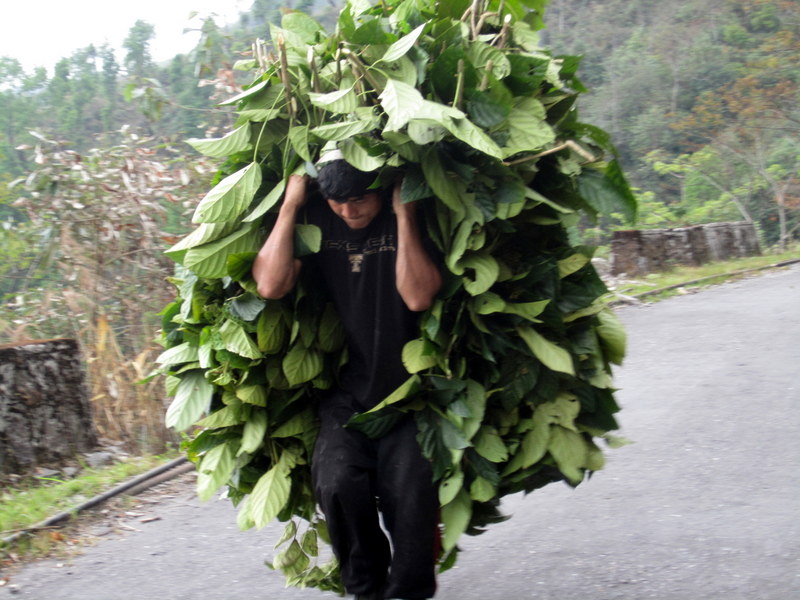 COLLECTING  FODDER  WALKING  HEDGES 16-04-2011 12-47-45.JPG