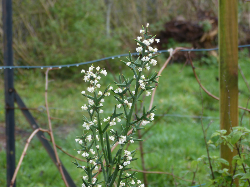 Colletia hystrix 1.JPG