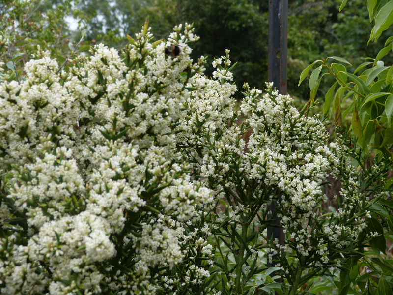 Colletia hystrix 3.JPG