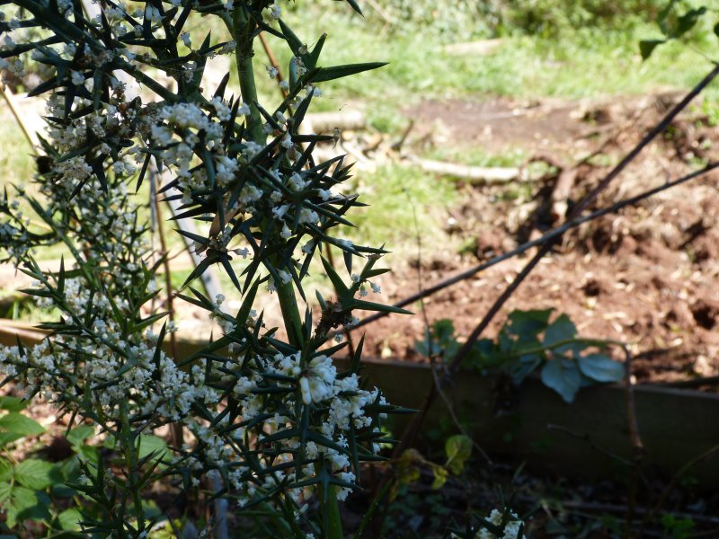 Colletia hystrix.JPG