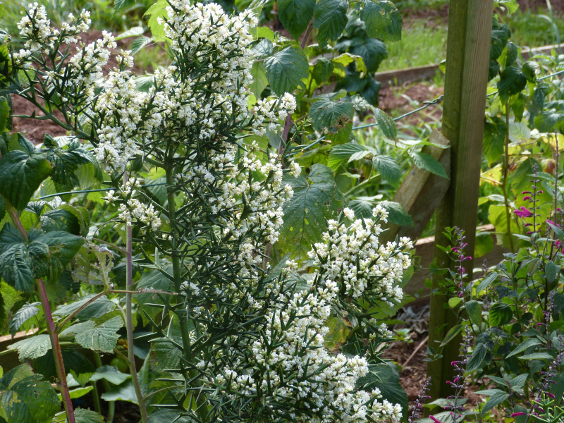 Colletia hystrix.JPG