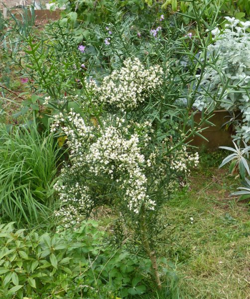 Colletia hystrix.JPG