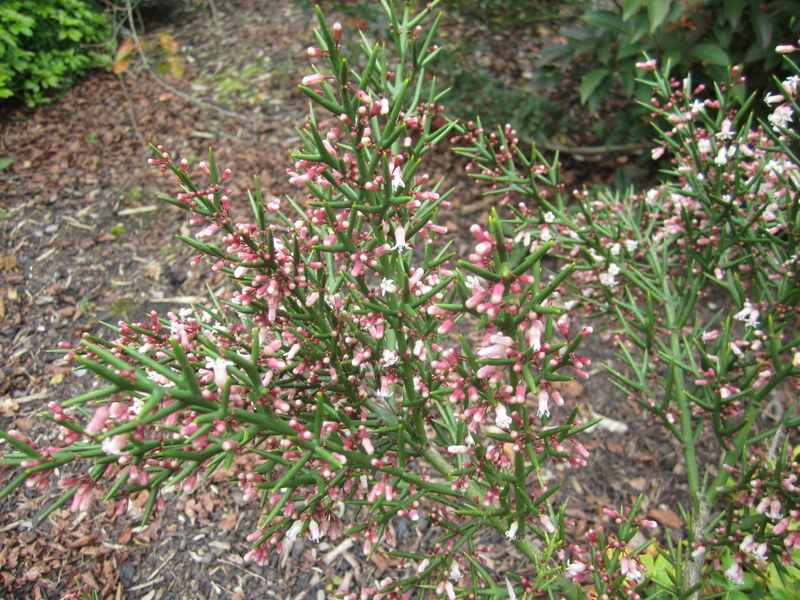 COLLETIA HYSTRIX  ROSEA 04-10-2012 16-35-14.JPG