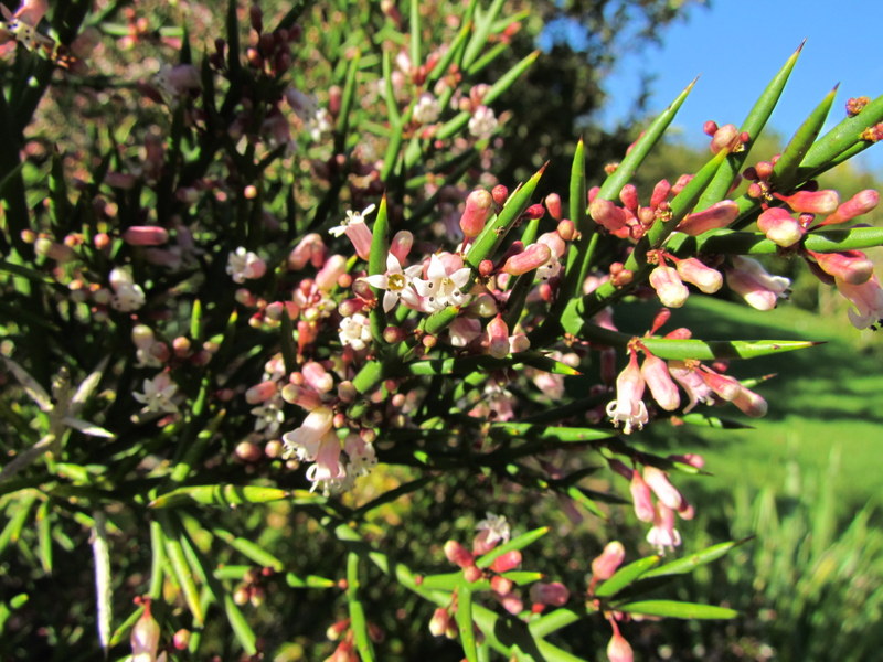 COLLETIA HYSTRIX  ROSEA 06-10-2012 16-06-01.JPG
