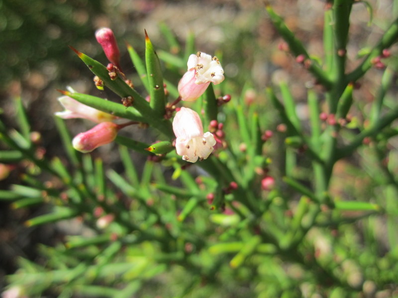 COLLETIA  HYSTRIX  ROSEA 22-08-2011 14-52-52.JPG