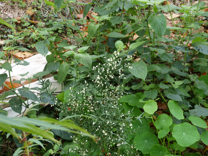 Colletia spinosissima 2.JPG