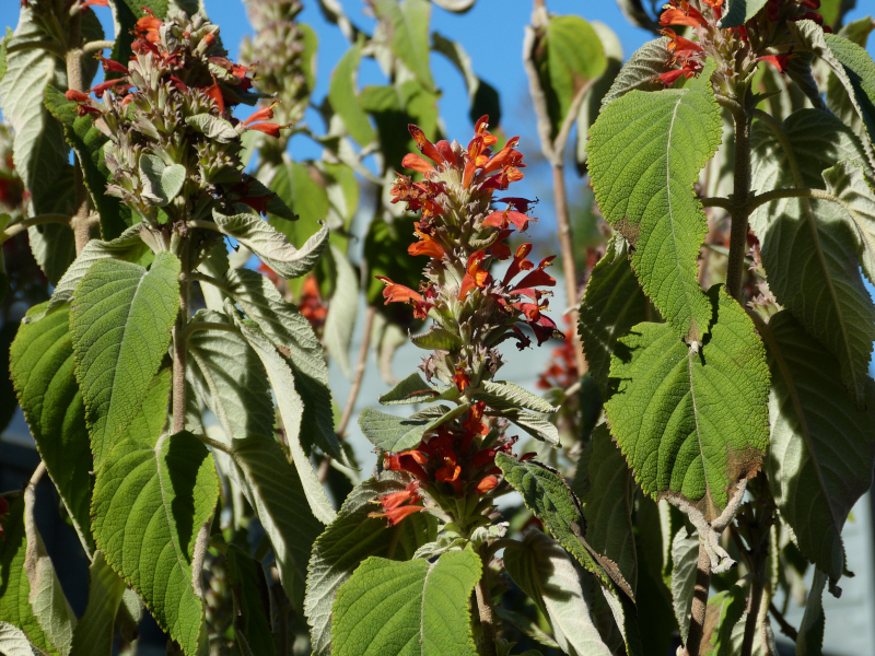 Collquhonia coccinea vestita.JPG