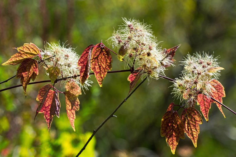 Colors Of Autumn.jpg