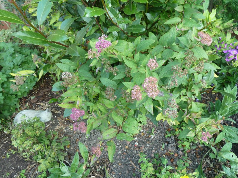 Colour changing shrub.JPG