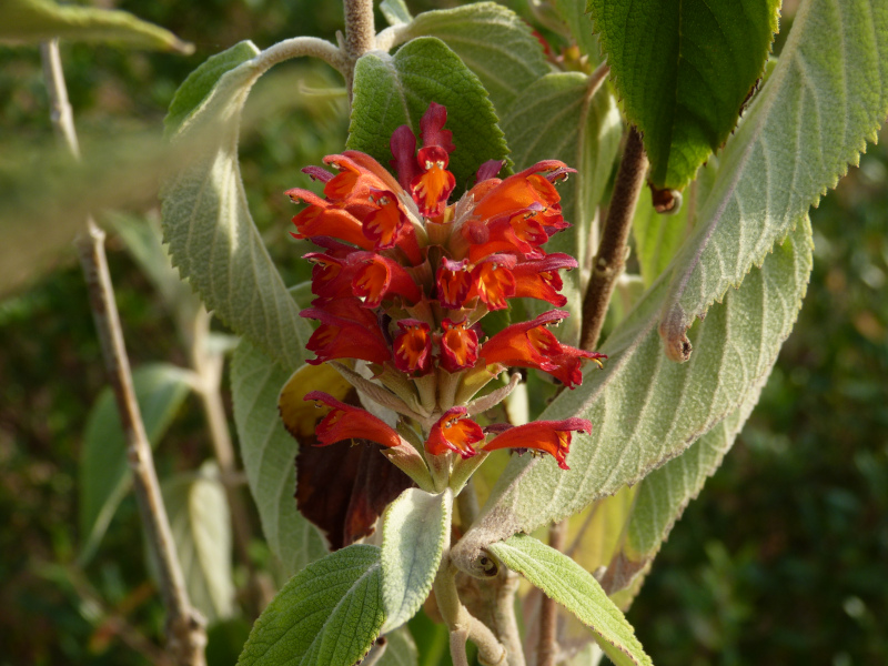 Colquhonia coccinea.JPG