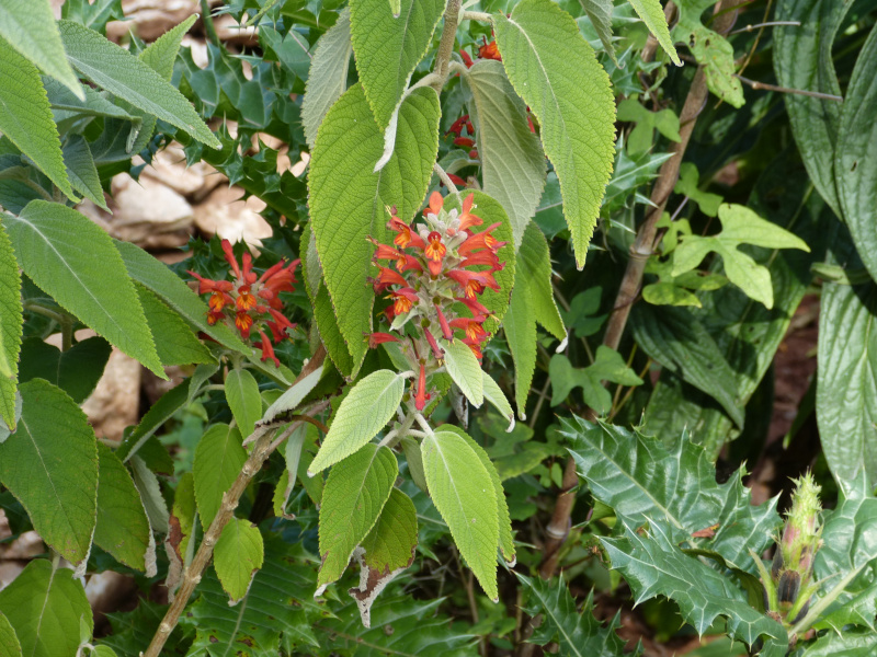 Colquhounia coccinea.JPG