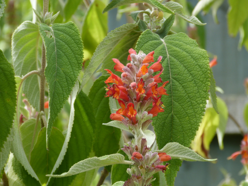 Colquhounia coccinea vestita.JPG