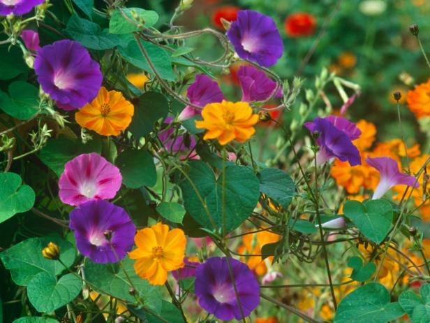 combination of orange cosmos and purple morning glories.jpeg