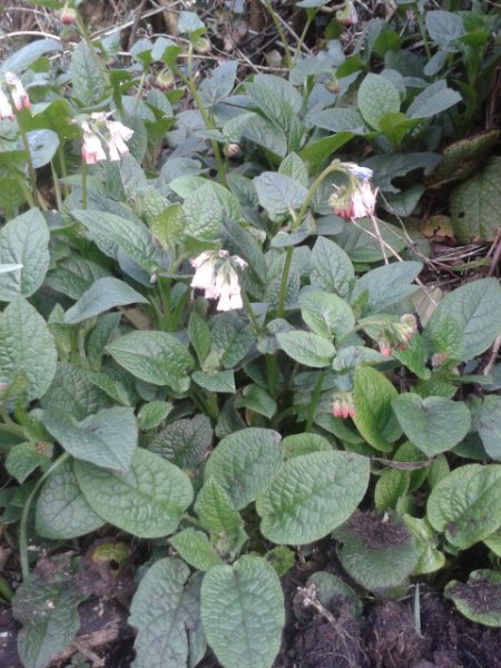 comfrey.jpg