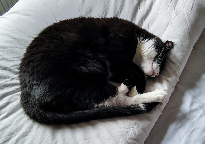 Comfy Toby 17-5-22.jpg