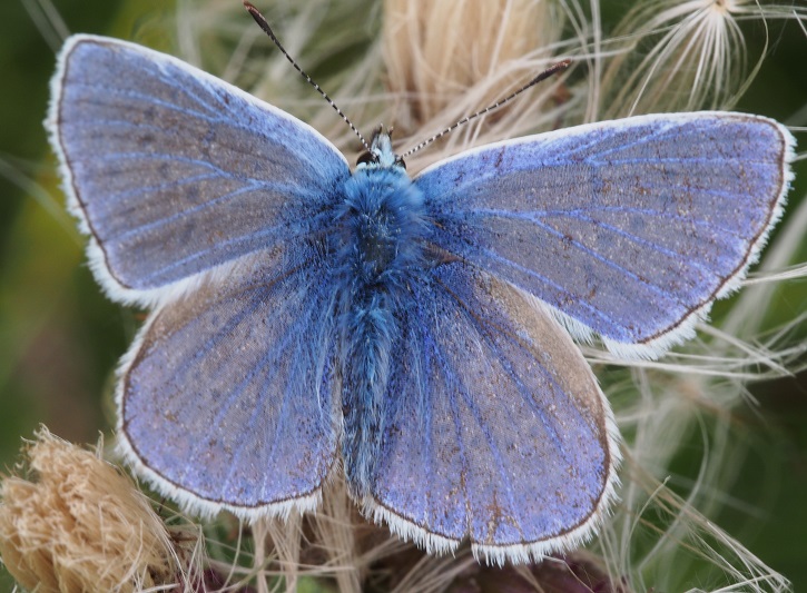 common blue 2.9.15.jpg