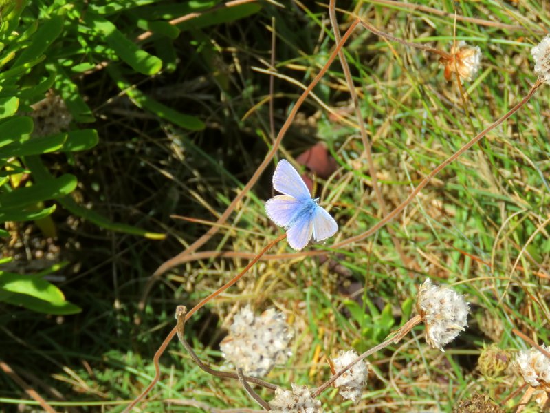 common blue 2.JPG