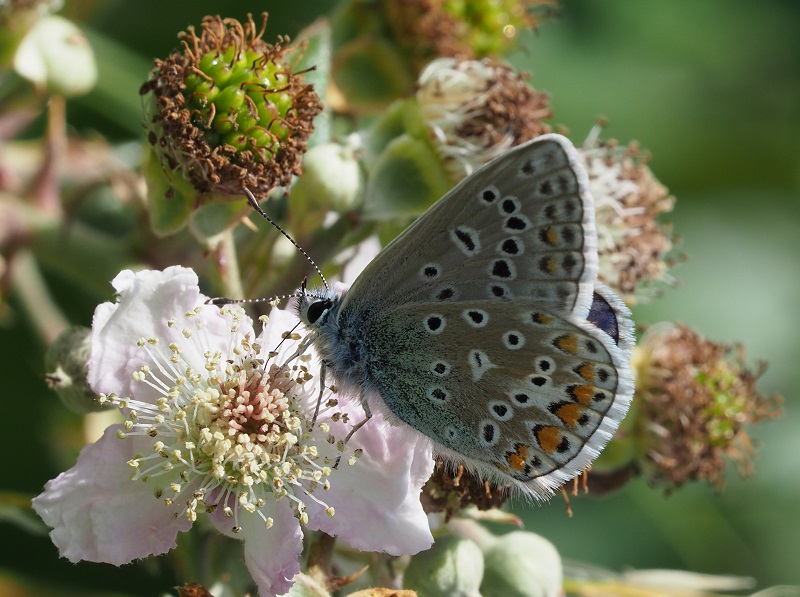 common blue 2019A.jpg