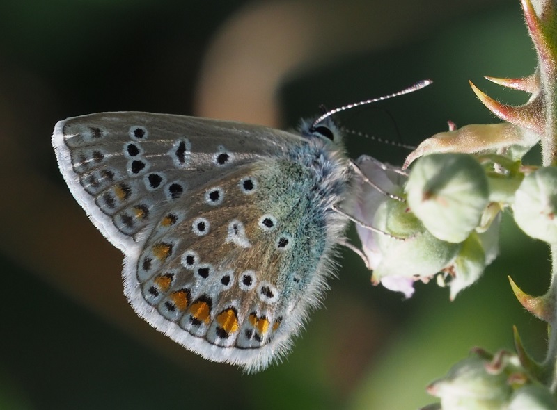 common blue 2019B2.jpg