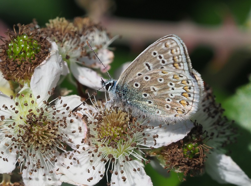 common blue 2019C.jpg