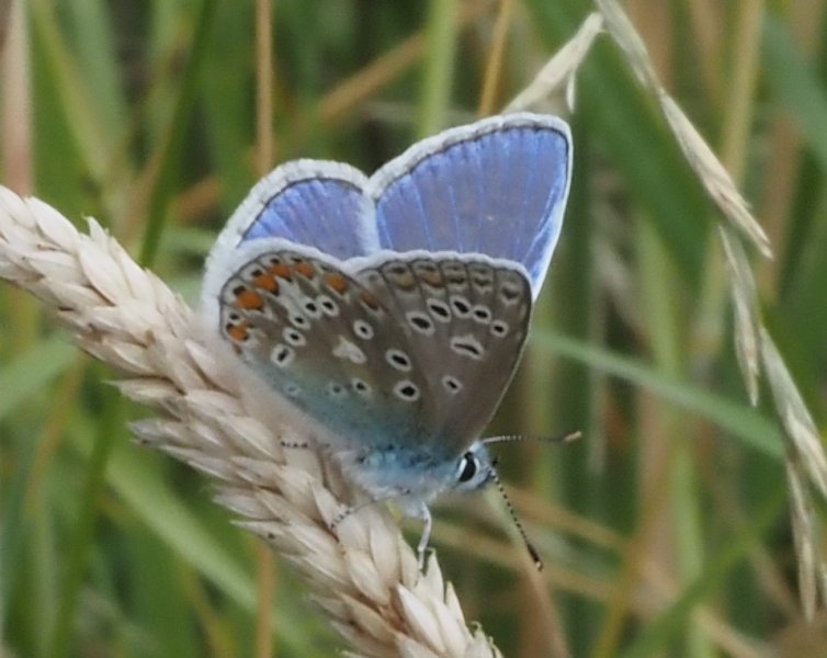 common blue 2020B.jpg