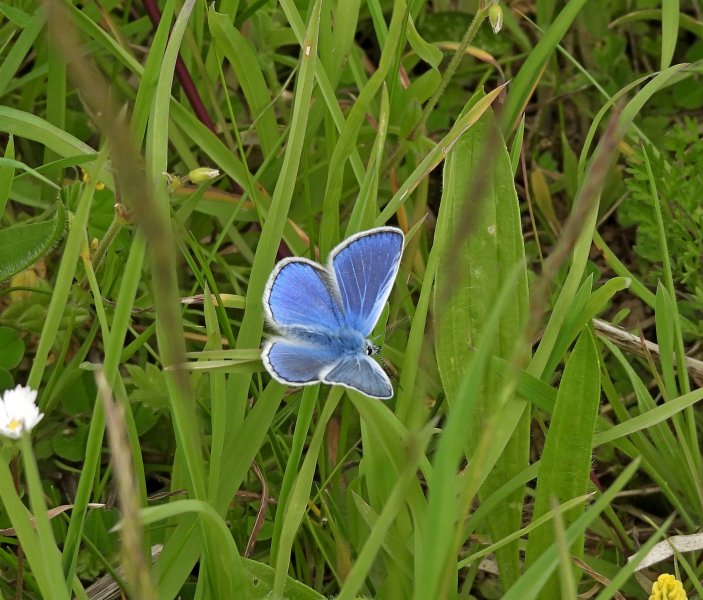 Common Blue.JPG