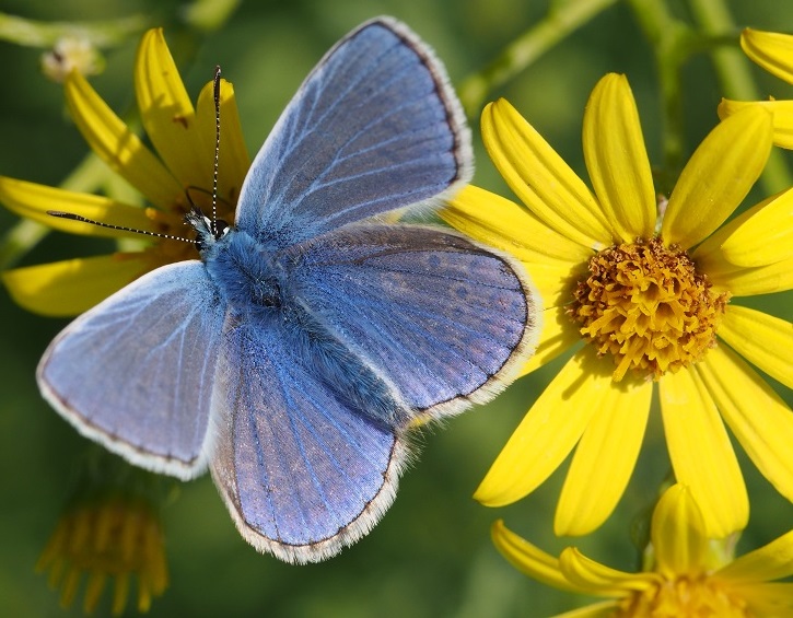 common blue on ragwort comp1.jpg