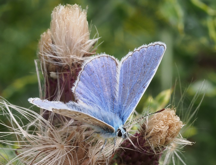 common blue2 2.9.15.jpg