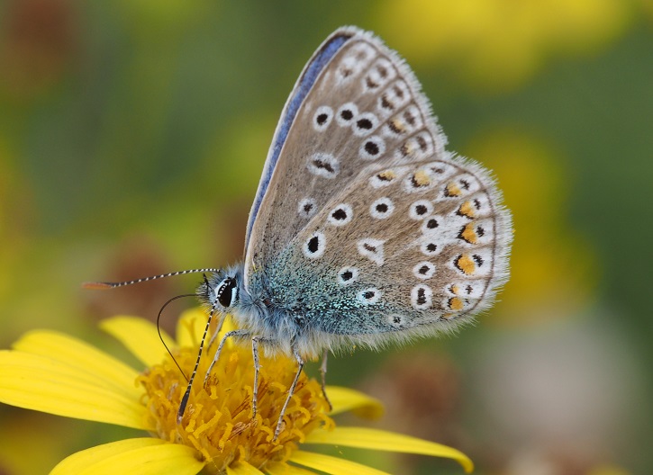 common blue4 2.9.15.jpg