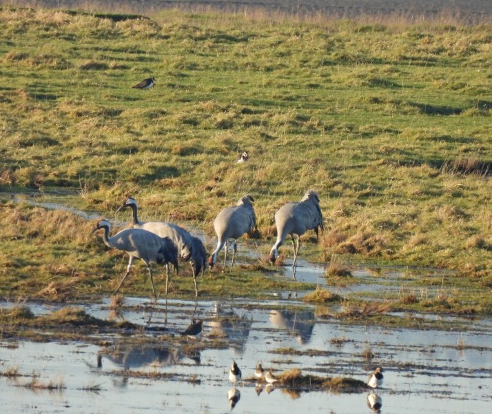 Common Crane - Slimbridge (21).JPG