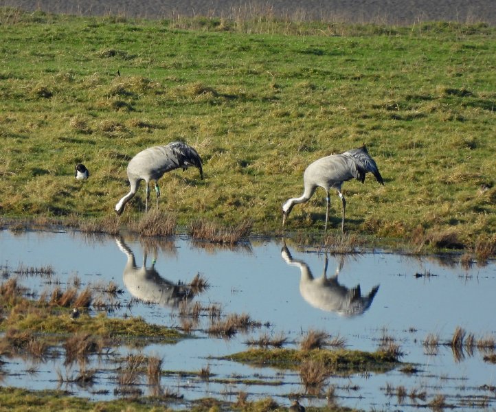 Common Crane - Slimbridge (22).JPG