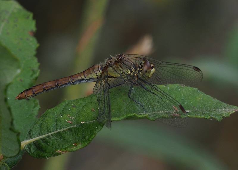 common darter 2019B.jpg