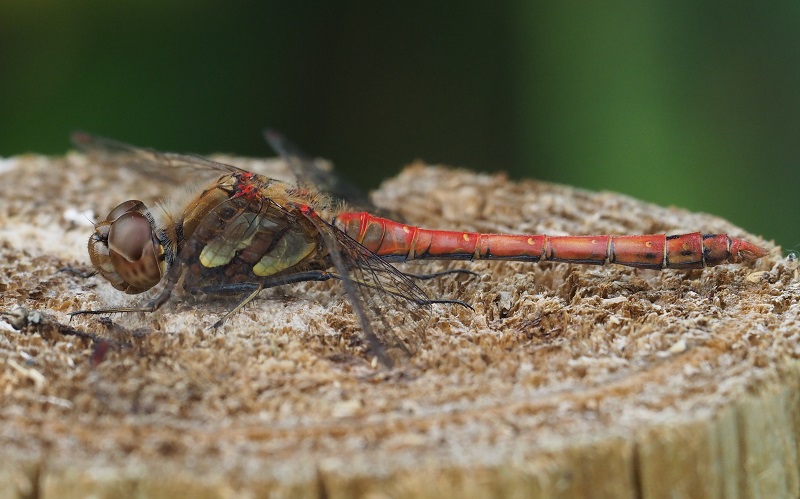 common darter 2019C.jpg