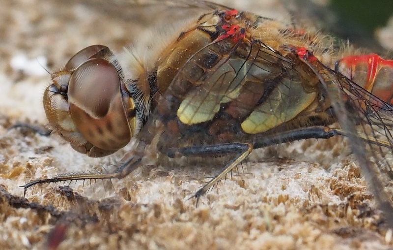 common darter 2019D.jpg