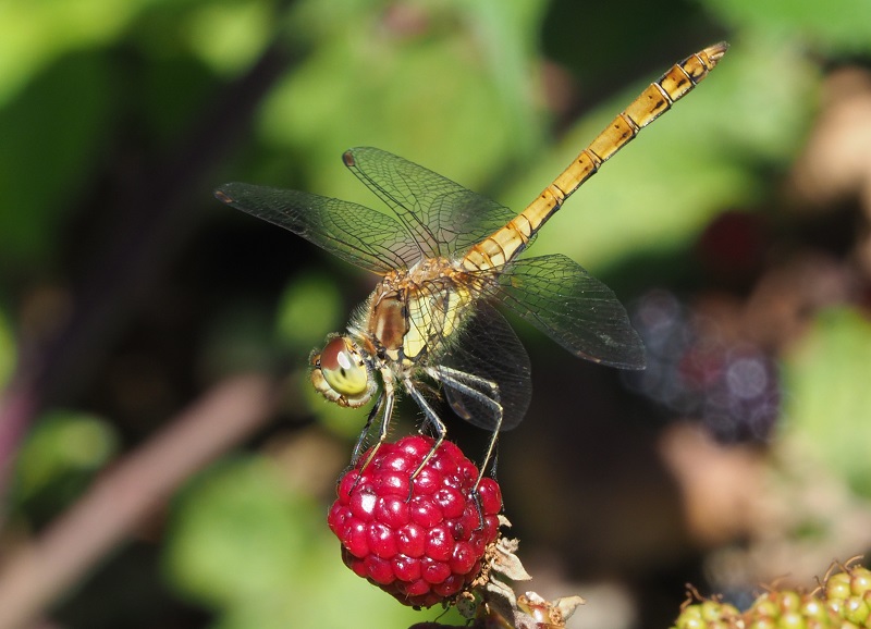 common darter 2019E.jpg
