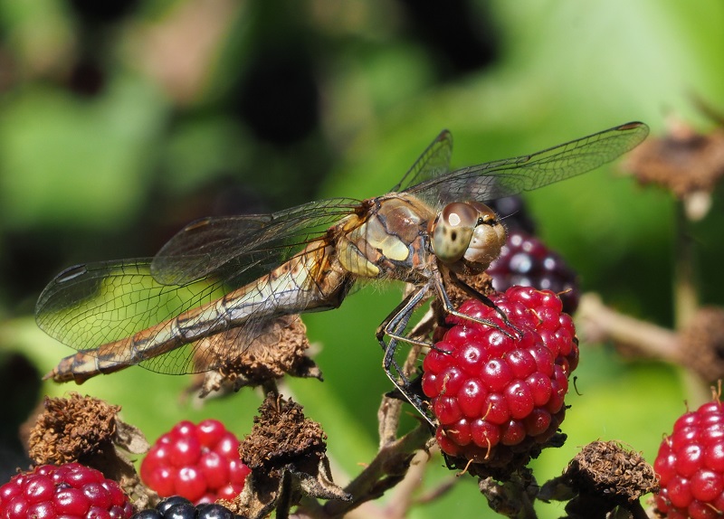 common darter 2019F.jpg
