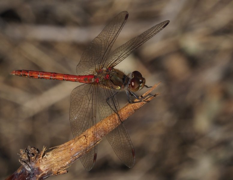 common darter 2019G.jpg