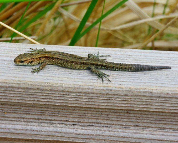 common lizard 2.JPG